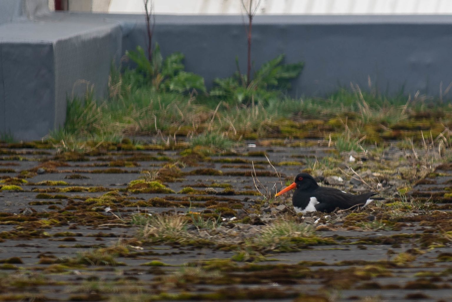 Loksins verpir tjaldurinn