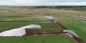 Endurheimt votlendis í Úlfarsárdal